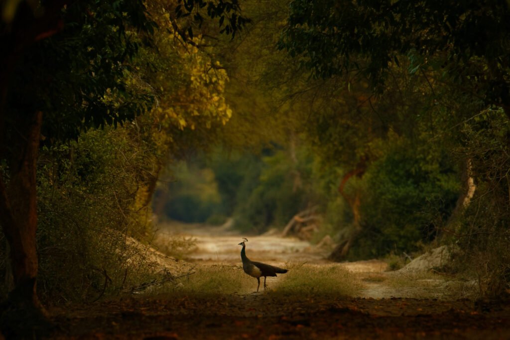 peacock